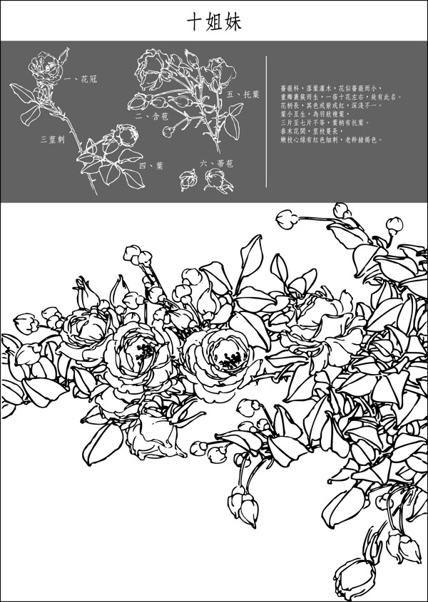 矢量白描十姐妹