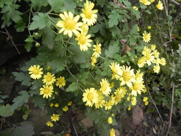 野生花圖片
