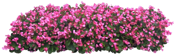 創(chuàng)意花