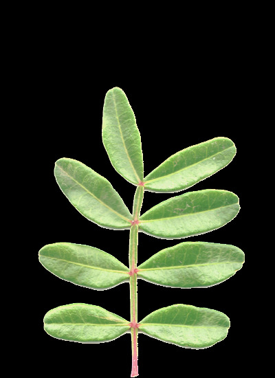 植物3D模型素材20080503更新52