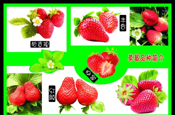草莓品种介绍展板