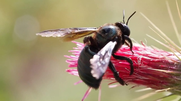 蜜蜂采蜜花卉视频素材