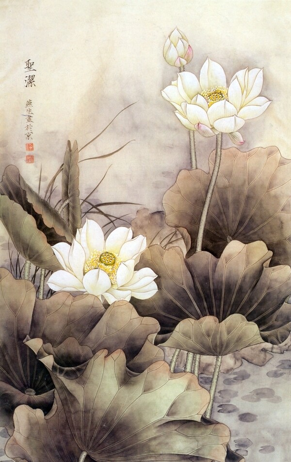 荷花工筆畫(huà)圖片