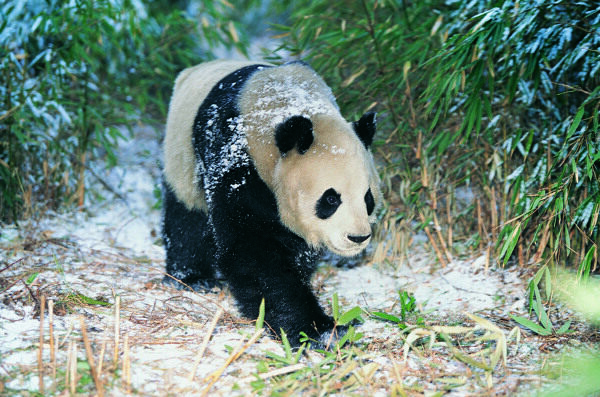 行走的熊貓