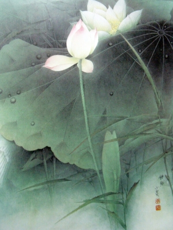 荷花叶子上的水珠图片