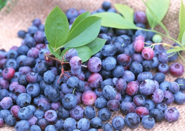 一堆刚摘下的蓝莓