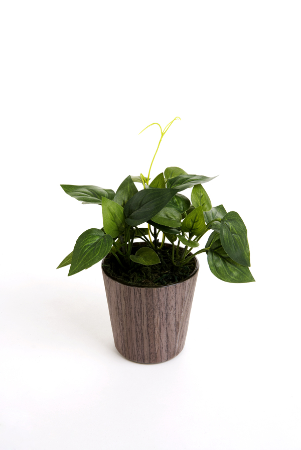 花盆