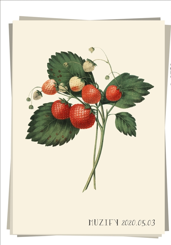 草莓水果图鉴