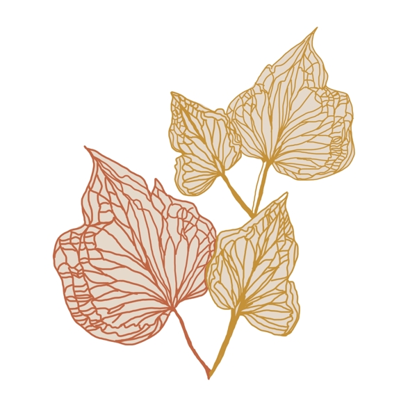 唯美葉子植物插畫