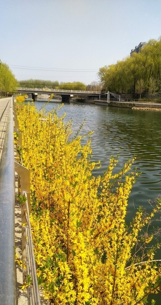 河边风景连翘花