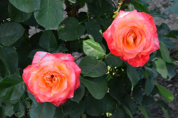 月季花