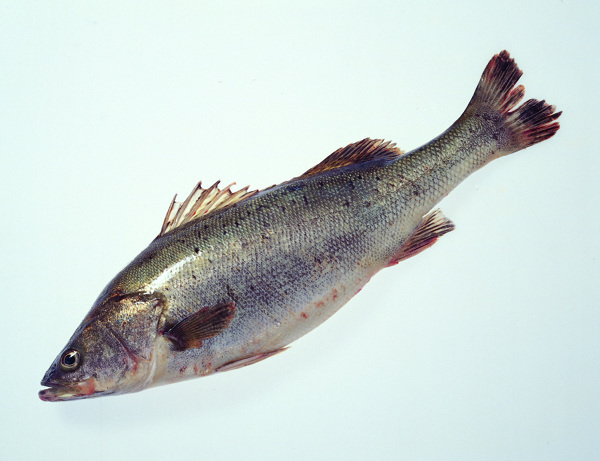 魚魚圖片
