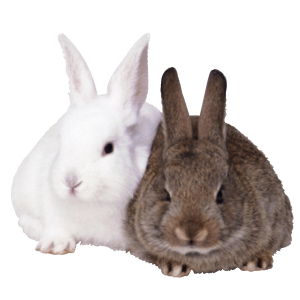 家禽兔子動物圖片