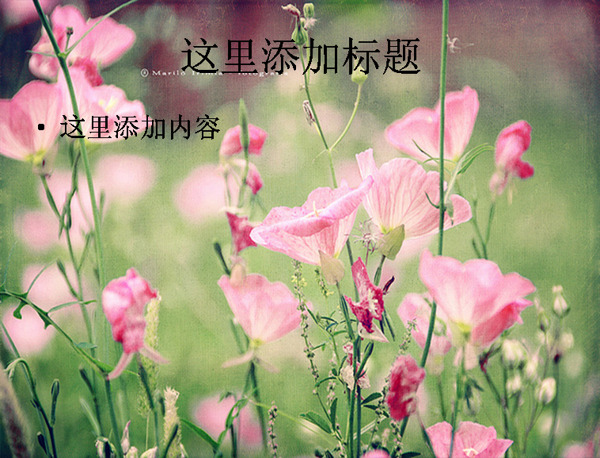 花期如夢(mèng)唯美花朵5