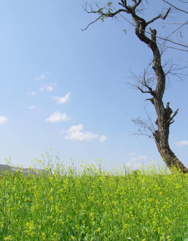 油菜花和枯樹圖片