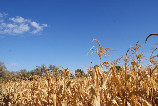 阿拉善秋天的玉米地图片