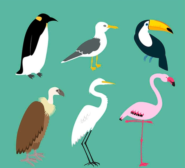 鸟类设计矢量图片