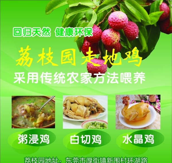 走地雞圖片