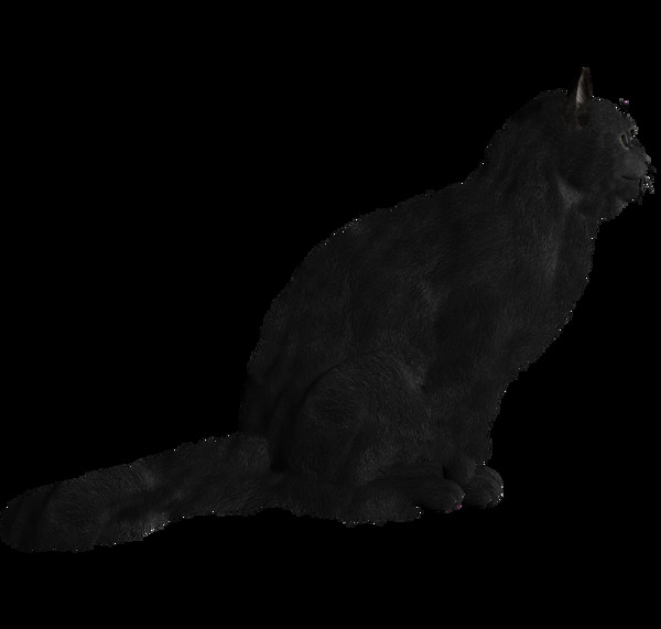 可爱的黑猫图片免抠png透明图层素材