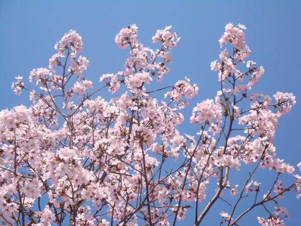 北京玉渊潭公园青空下的樱花