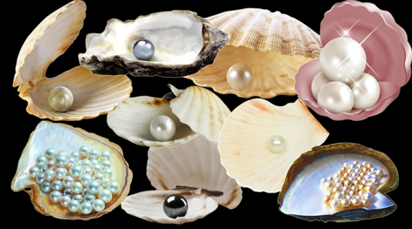沙滩贝壳海星海螺可爱