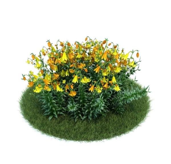 花模型植物模型图片