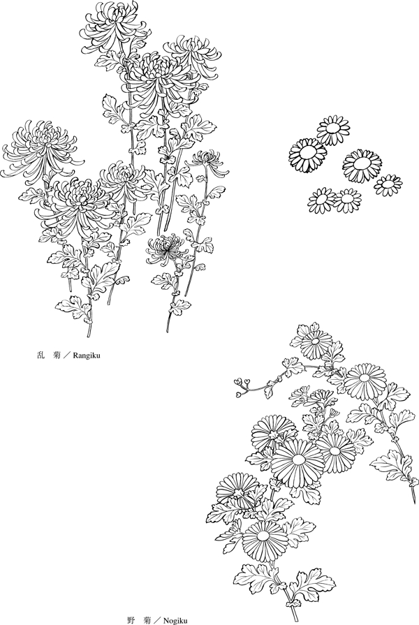 菊花兩種圖片