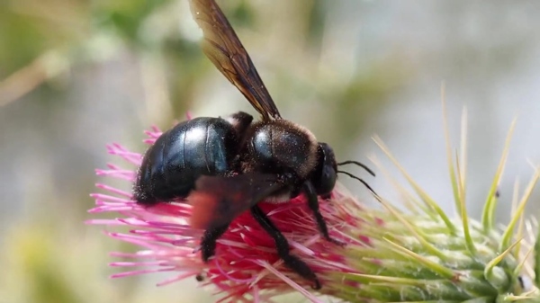 蜜蜂花卉视频素材