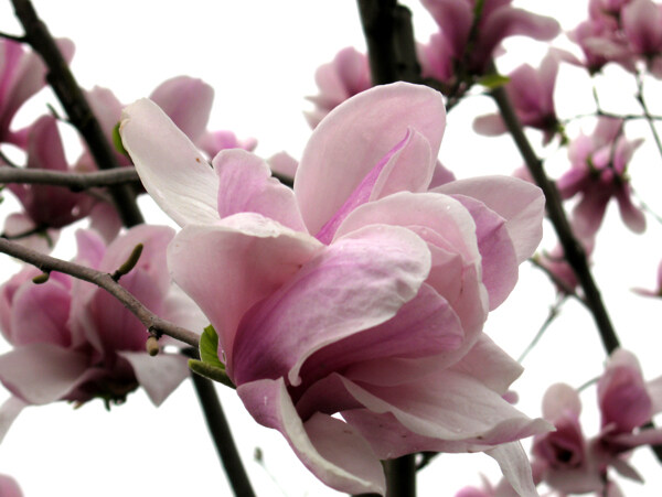 花卉圖片