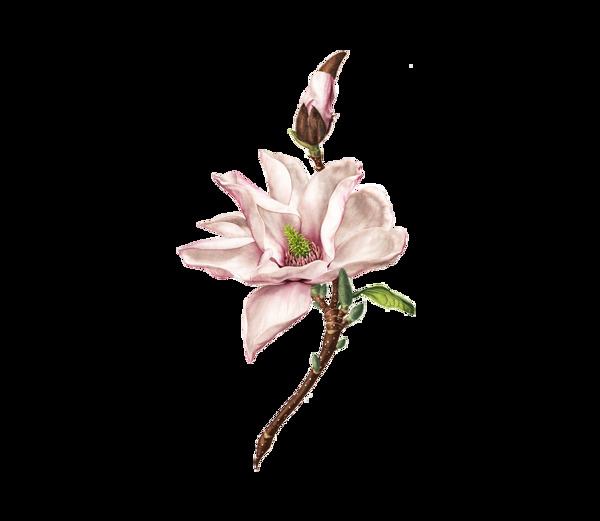 粉色兰花实景图png元素