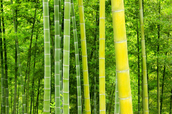 楠竹林图片
