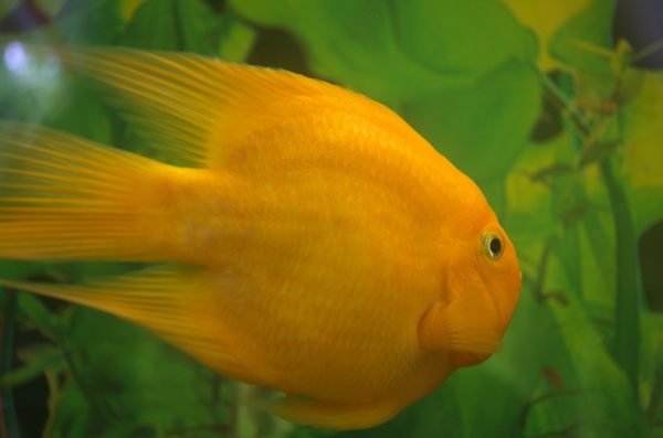 熱帶魚圖片