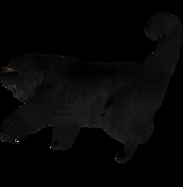 正在玩耍的黑猫图片免抠png透明图层素材