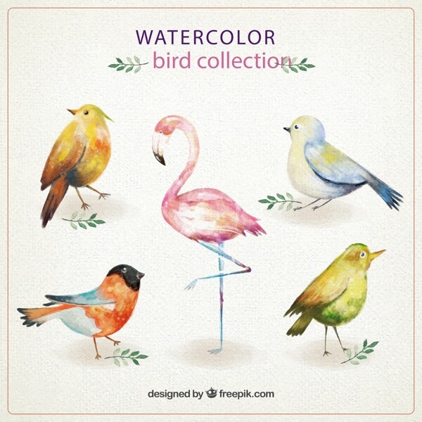 水彩绘鸟类图片