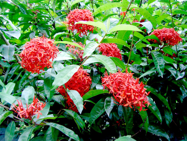 位圖植物花朵寫實(shí)花卉小野花免費(fèi)素材