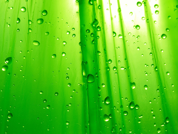 绿色森林树木水滴水珠清新清爽竹林桌面壁纸