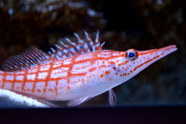 海洋觀賞魚