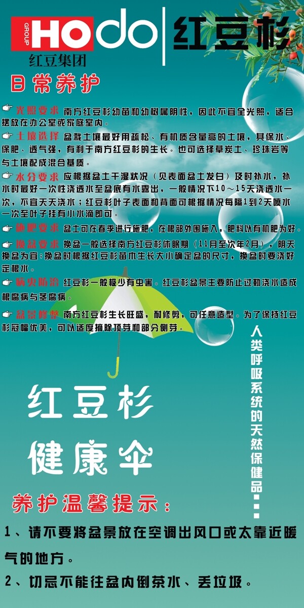 紅豆杉的養(yǎng)護圖片