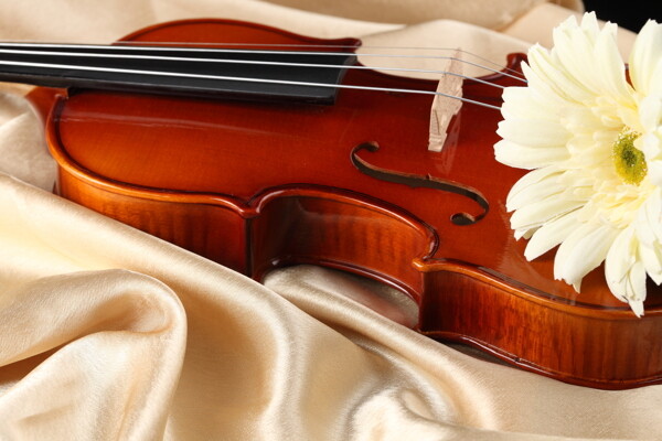 小提琴与鲜花