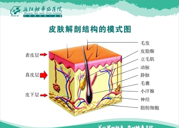 皮膚解剖圖圖片