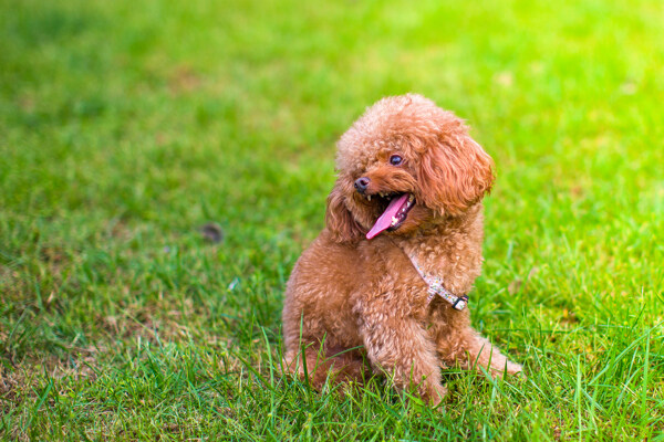 贵宾犬图片