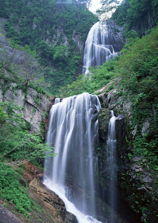 樹植物水風(fēng)景