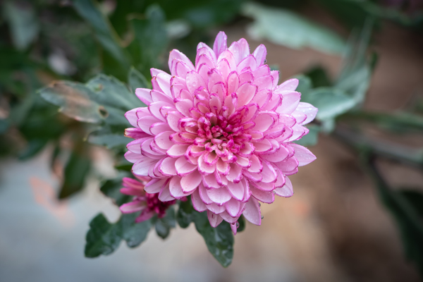 菊花