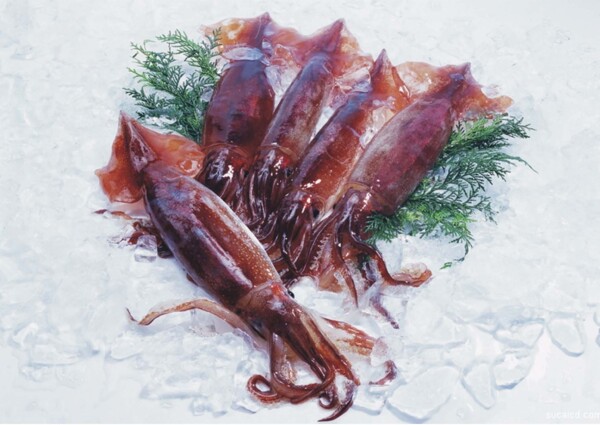 魷魚(yú)圖片