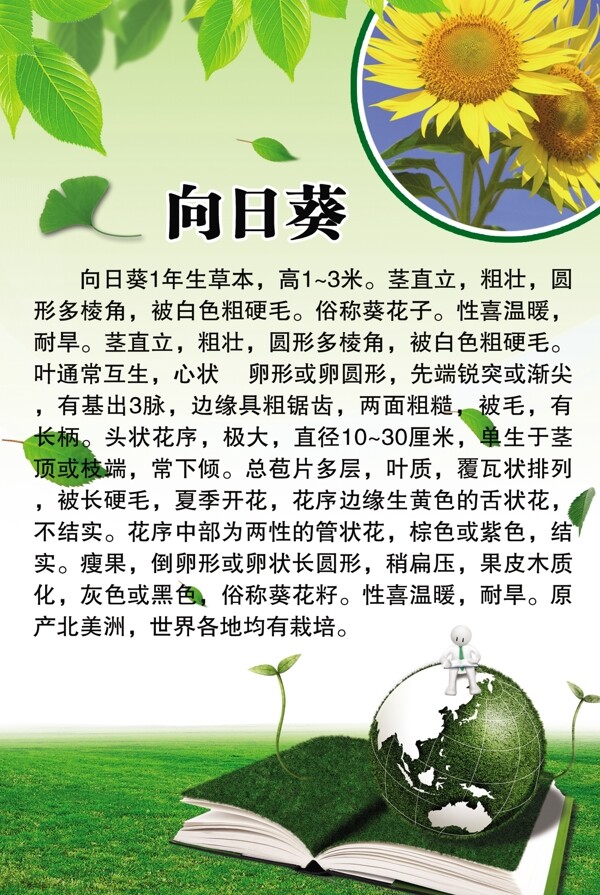 向日葵百科圖片