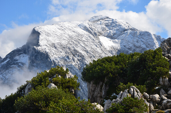 雪山與樹圖片