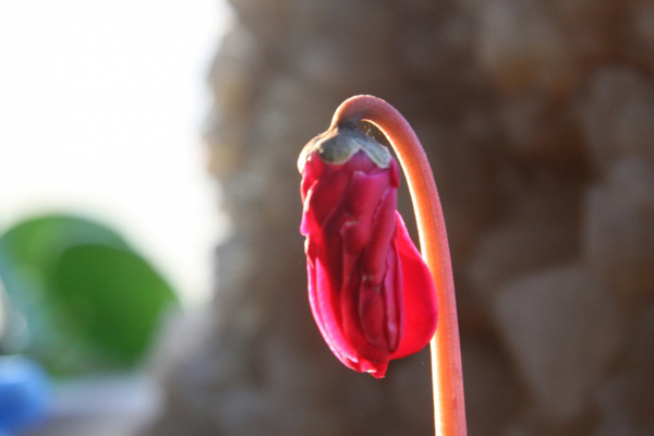 位圖植物花朵寫實花卉野花免費素材