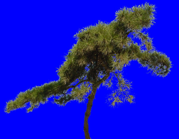 植物貼圖素材JPG1435