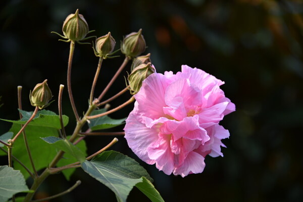 芙蓉花