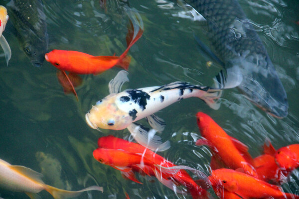 游魚錦鯉圖片